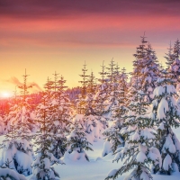 Snowy Fir Forest in the Sunset