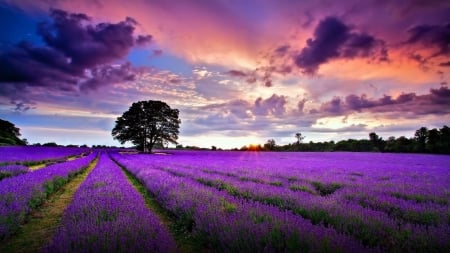 Sunrise Over the Lavender Filed - clouds, trees, nature, lavender, sunrise, field, sky