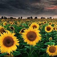 Sunflowers field