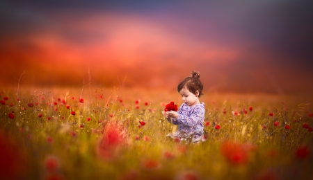 Little Girl - children, poppies, flowers, field, girl