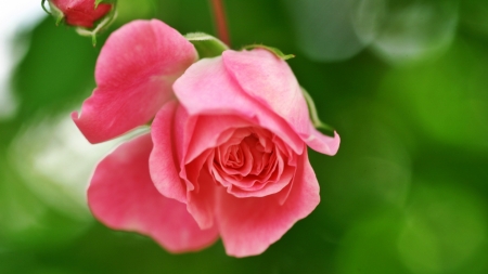 Pink Rose - rose, flower, pink, garden