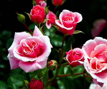 Roses - rose, flower, pink, garden