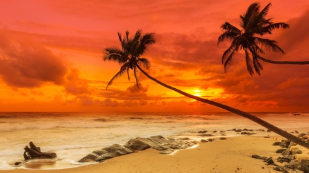 Tropical Sunset