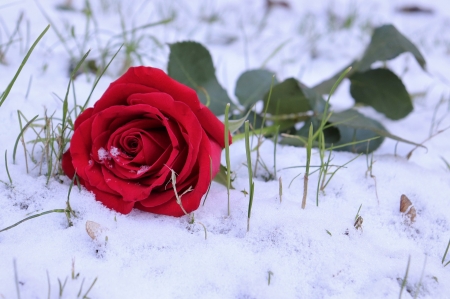 â™¥ - abstract, flowers, roses, red