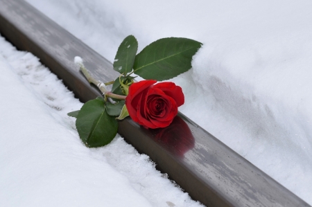 â™¥ - abstract, flowers, roses, red