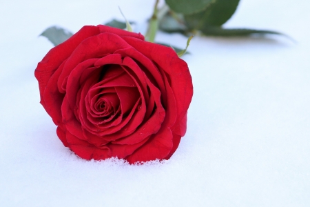 ♥ - roses, abstract, flowers, red