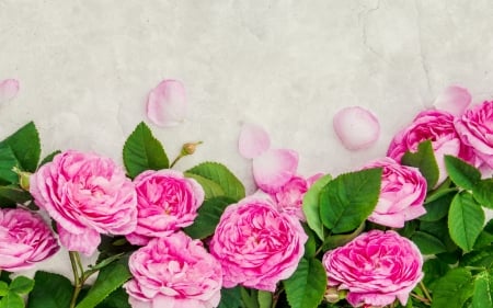 :-) - pink, petals, card, peony, green, bujor, texture, flower