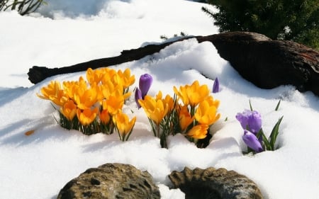 Crocuses in Snow - snow, flowers, spring, crocuses