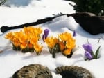 Crocuses in Snow