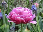 Pink Tulip