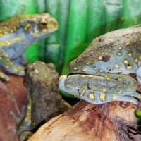 yellow spotted climbing toads