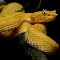 yellow eyelash viper