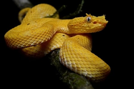 yellow eyelash viper - viper, yellow, eyelash, snake