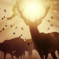 Deers