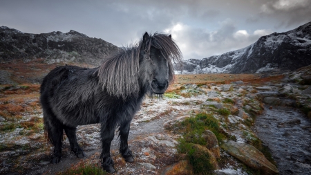 Horse - animal, horse, landscape, wild