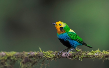 Cute little bird - animal, bird, black eyes, branch