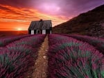 Sunset Over The Lavender Field