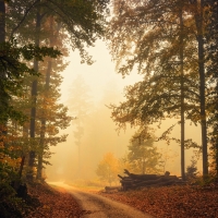 Forest Autumn Sunset