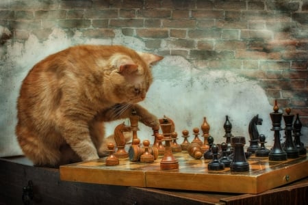 :-) - chess, cat, pisici, orange, funny, ginger