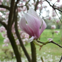 Magnolia