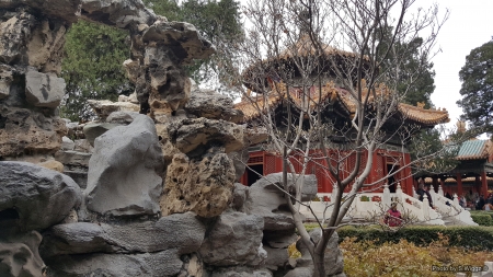 Inside of the Forbidden City, Beijing, China - China, Beijing, Tree, Forbidden, Garden, City