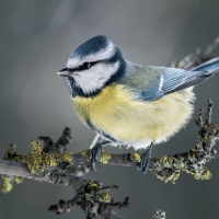 Blue Tit