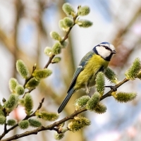 Blue Tit