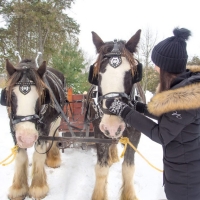 Horse Drawn Sleigh Ride