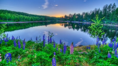 Lupine Flowers Along the Lakeside - nature, lake, landscape, trees, forest, reflection, flowers, lupine