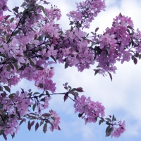 Flowering Tree