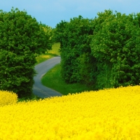 Yellow Summer Field