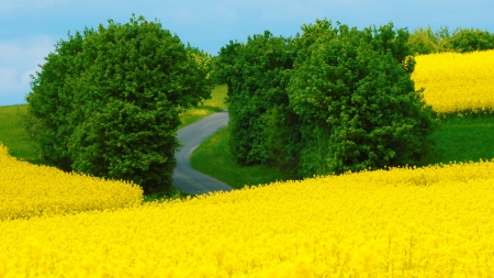 Yellow Summer Field - nature, landscape, summer, meadow, flowers, field