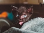 Funny kitten