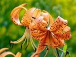 tiger lily