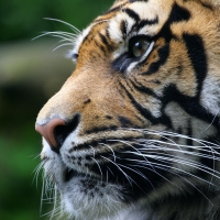 a tigers glance