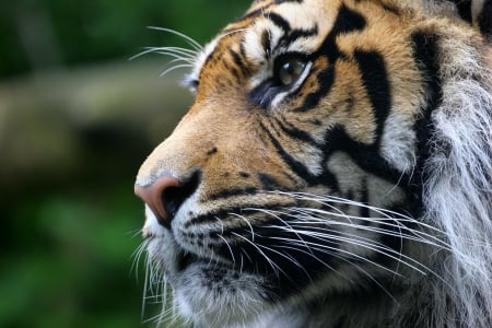 a tigers glance - feline, face, tiger, cat