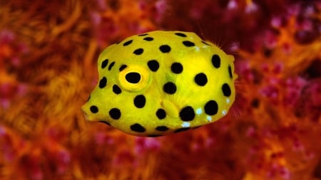 yellow boxfish - coral, boxfish, yellow, reef, marine