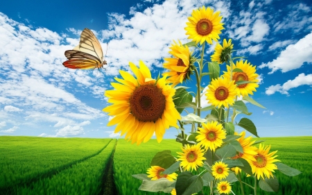 * - sky, butterfly, clouds, field, sunflowers, grass