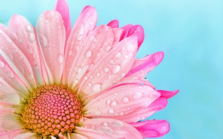 :-) - skin, blue, water drop, flower, petals, pink