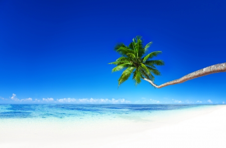 Palm tree - Island, Shore, Tree, Sea