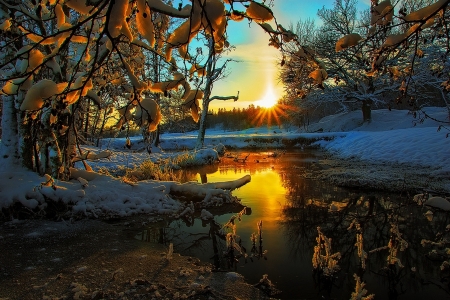 Sunrise - lake, tree, 4k, sun