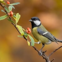 Blue Tit