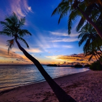 Sunset with palm trees