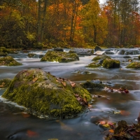 forest river