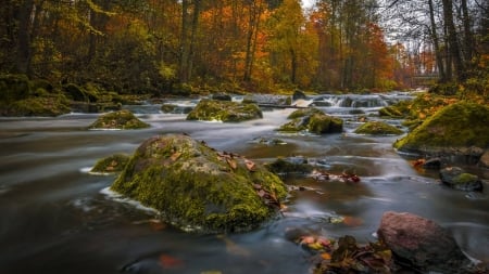 forest river - forest, cool, river, fun, nature