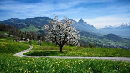 Blooming Tree - trees, nature, road, spring, meadow, mountains, sky, grassland