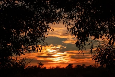 Sunset - shadows, sky, leaves, sunset