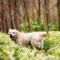 golden retriever