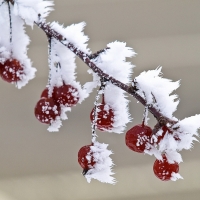 Frost berries