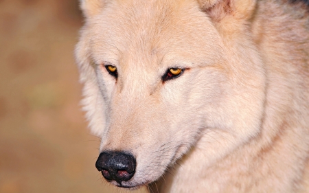 Wolf - lup, white, animal, wolf, face